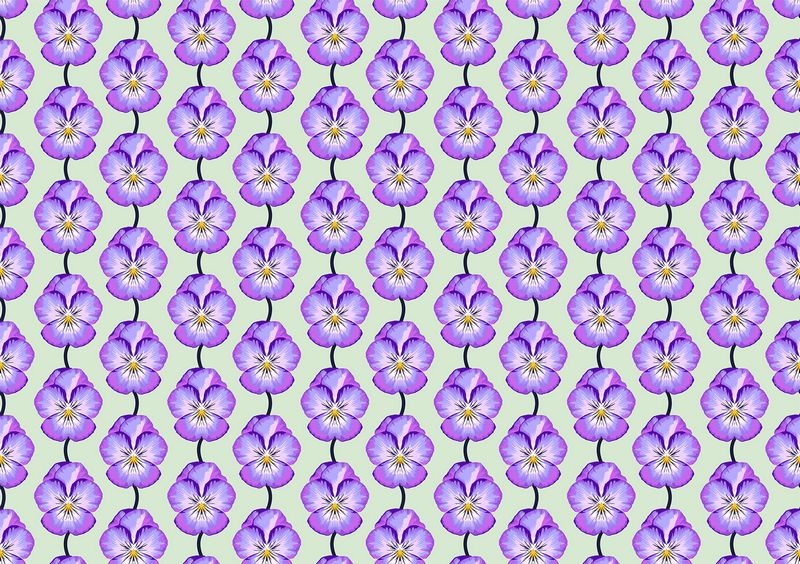 Iconic - Pansy in Lavender - Anna Maria Textiles (Northcott) (Pre-order: May 2025)